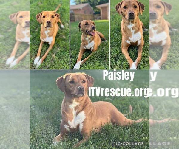 Medium Photo #6 Labrador Retriever-Unknown Mix Puppy For Sale in Evansville, IN, USA