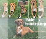 Small #5 Labrador Retriever Mix
