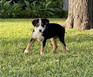 Border Collie Puppy for sale in FORT WORTH, TX, USA