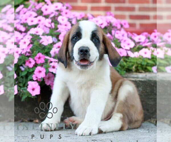Medium Photo #3 Saint Bernard Puppy For Sale in MARIETTA, PA, USA
