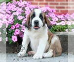 Small #2 Saint Bernard