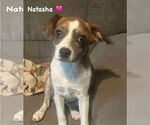 Small #1 Mutt