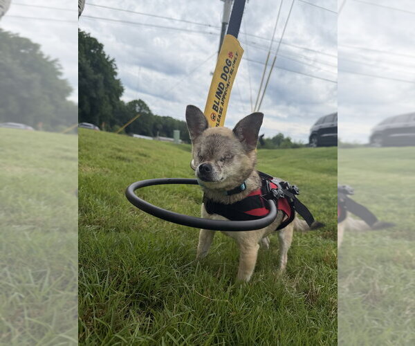Medium Photo #4 Chihuahua-Unknown Mix Puppy For Sale in Mooresville, NC, USA