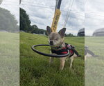Small #3 Chihuahua Mix