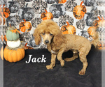 Small #1 Poodle (Toy)