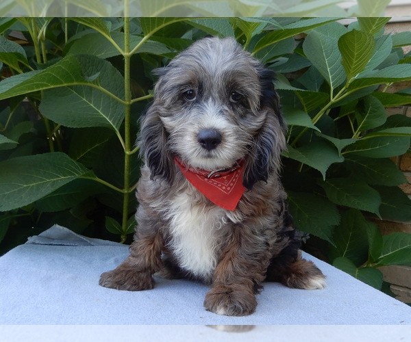 Medium Photo #2 Cock-A-Poo Puppy For Sale in MILLERSBURG, OH, USA