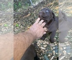 Small #9 Labrador Retriever