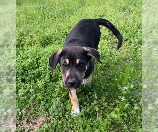Medium Photo #6 Australian Shepherd-Unknown Mix Puppy For Sale in Holly Springs, NC, USA