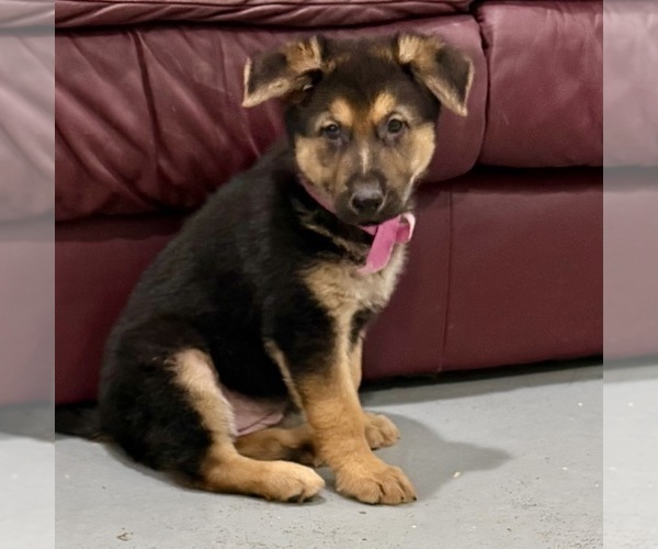 Medium Photo #25 German Shepherd Dog Puppy For Sale in BRIGHTON, CO, USA