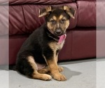 Small #24 German Shepherd Dog