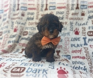 Aussiedoodle Miniature Puppy for sale in LAKELAND, FL, USA