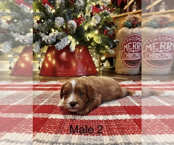 Medium Photo #2 Cavapoo (Miniature) Puppy For Sale in GUTHRIE, KY, USA