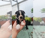 Small #3 Boston Terrier