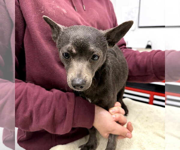 Medium Photo #1 Chihuahua-Unknown Mix Puppy For Sale in Chico, CA, USA