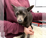 Small Chihuahua Mix