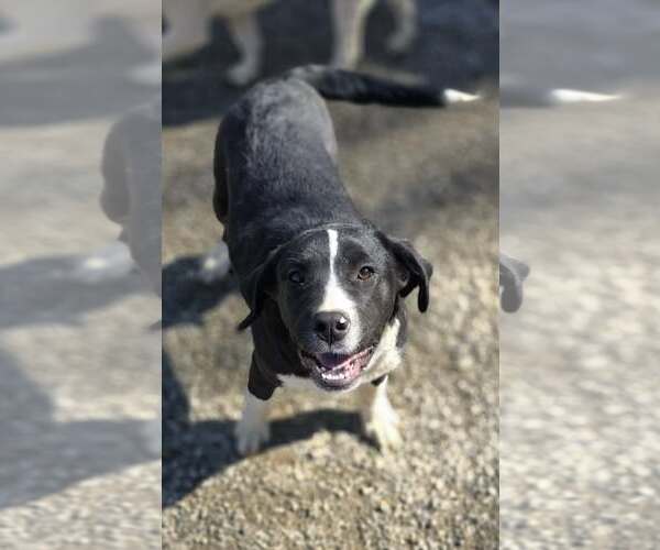 Medium Photo #2 Saint Bernard-Unknown Mix Puppy For Sale in Woodsfield, OH, USA