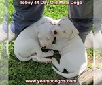 Small Photo #21 Dogo Argentino Puppy For Sale in JANE, MO, USA