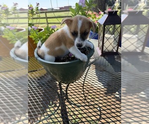 Jack Russell Terrier Puppy for sale in NASHVILLE, NC, USA