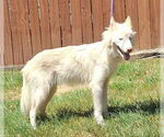 Small #3 Siberian Husky Mix
