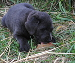 Small Photo #9 Labrador Retriever Puppy For Sale in EDINBURG, VA, USA