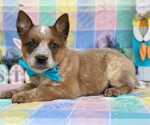 Australian Cattle Dog Puppy for sale in LANCASTER, PA, USA