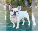 Small #1 French Bulldog