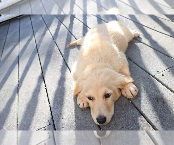 Medium Photo #28 English Cream Golden Retriever Puppy For Sale in ROCKY FACE, GA, USA