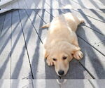Small #27 English Cream Golden Retriever