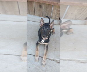 German Shepherd Dog-Unknown Mix Dogs for adoption in West Sacramento, CA, USA