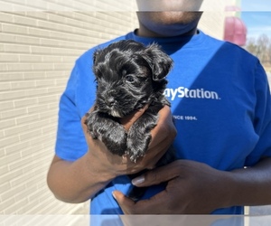 Morkie Puppy for sale in ATLANTA, GA, USA