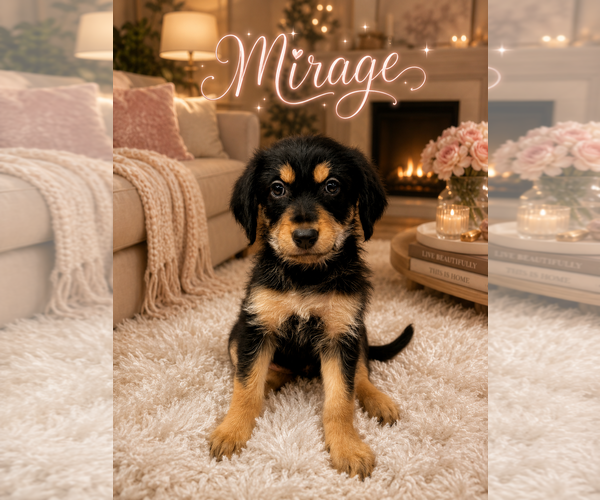 Medium Photo #1 Golden Retriever Puppy For Sale in Menifee, CA, USA