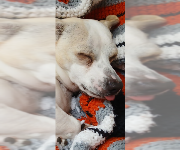Medium Photo #3 Jack Chi Puppy For Sale in Princeton, MN, USA