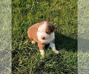 Australian Shepherd Puppy for sale in MARINETTE, WI, USA