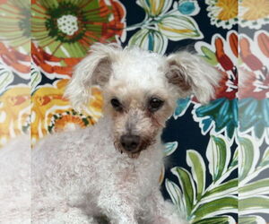 Poodle (Toy) Dogs for adoption in Wheaton, IL, USA