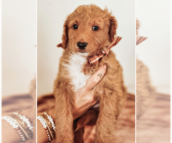 Medium Photo #5 Goldendoodle (Miniature) Puppy For Sale in YUBA CITY, CA, USA