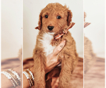 Puppy Luke Goldendoodle (Miniature)