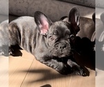 Small Photo #5 French Bulldog Puppy For Sale in GIG HARBOR, WA, USA