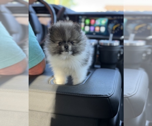Medium Photo #1 Pomeranian Puppy For Sale in BYERS, CO, USA