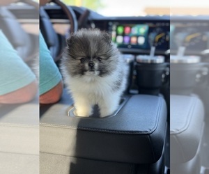 Pomeranian Puppy for Sale in BYERS, Colorado USA