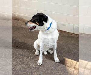 Bolton - Male Boxer-Unknown Mix Dog for Adoption - Photo #3