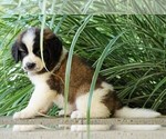 Small #1 Saint Bernard