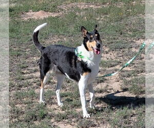 Collie Dogs for adoption in Pueblo West, CO, USA