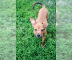 Small #1 Chihuahua Mix
