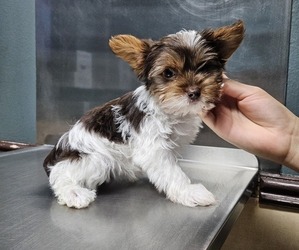 Yorkshire Terrier Puppy for sale in NORTH LAS VEGAS, NV, USA