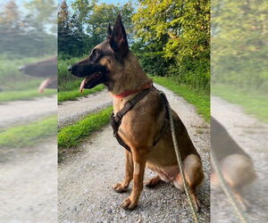 German Shepherd Dog Mix Dog for Adoption in Newfoundland, Pennsylvania USA