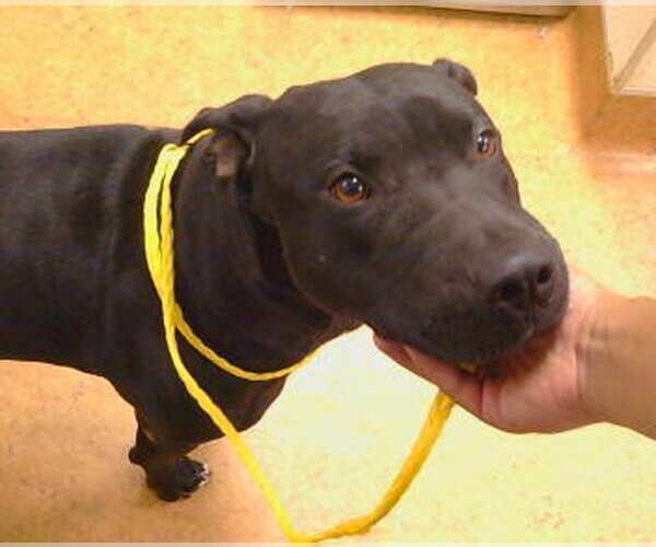 Medium Photo #1 Labrador Retriever-Unknown Mix Puppy For Sale in Sacramento, CA, USA