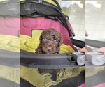 Small Photo #20 Poodle (Standard) Puppy For Sale in LEXINGTON, SC, USA