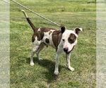 Small #1 American Pit Bull Terrier Mix