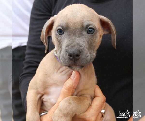 Medium Photo #5 Labrador Retriever-Unknown Mix Puppy For Sale in Washington, DC, USA