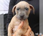 Small #4 Labrador Retriever Mix